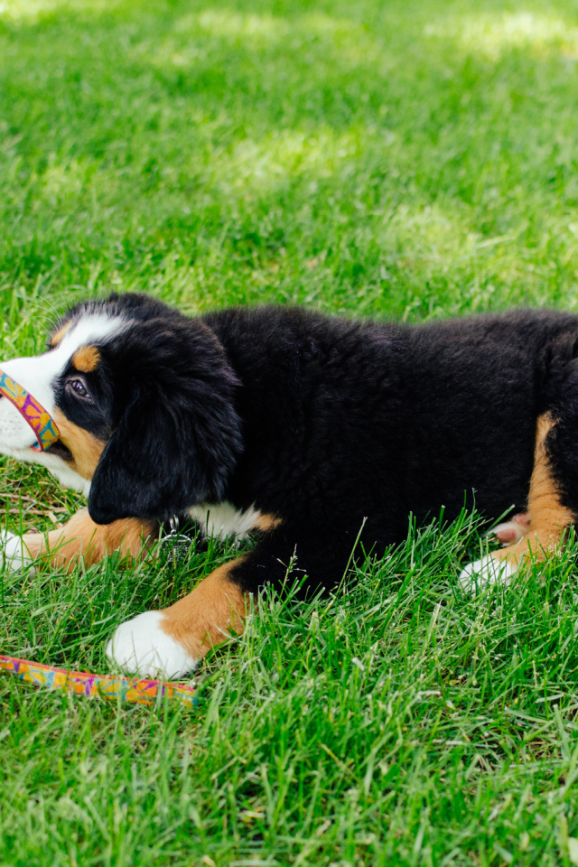 Happy Puppy Bernese Mountain dog takes away the leash