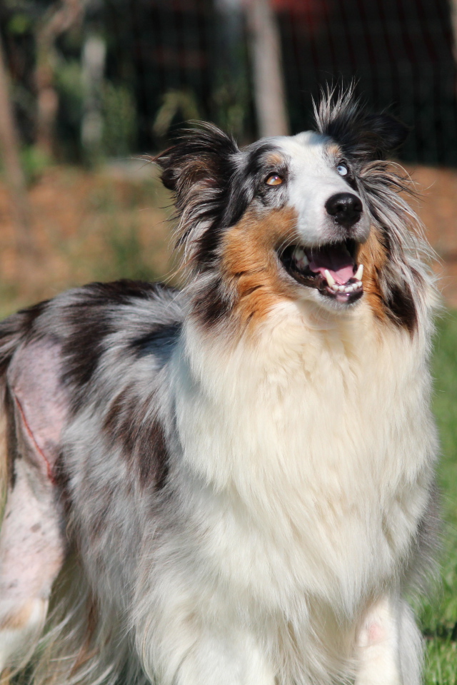 Счастливая собака породы шелти