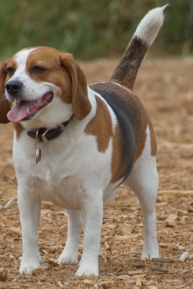 Счастливая собака породы бигль