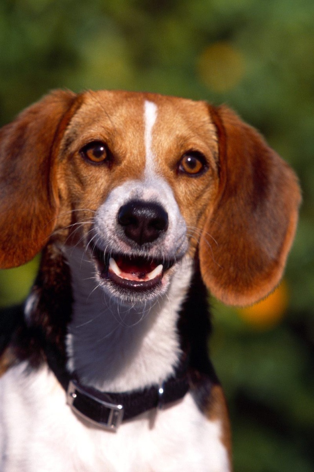 Счастливая собака породы бигль увидела хозяина