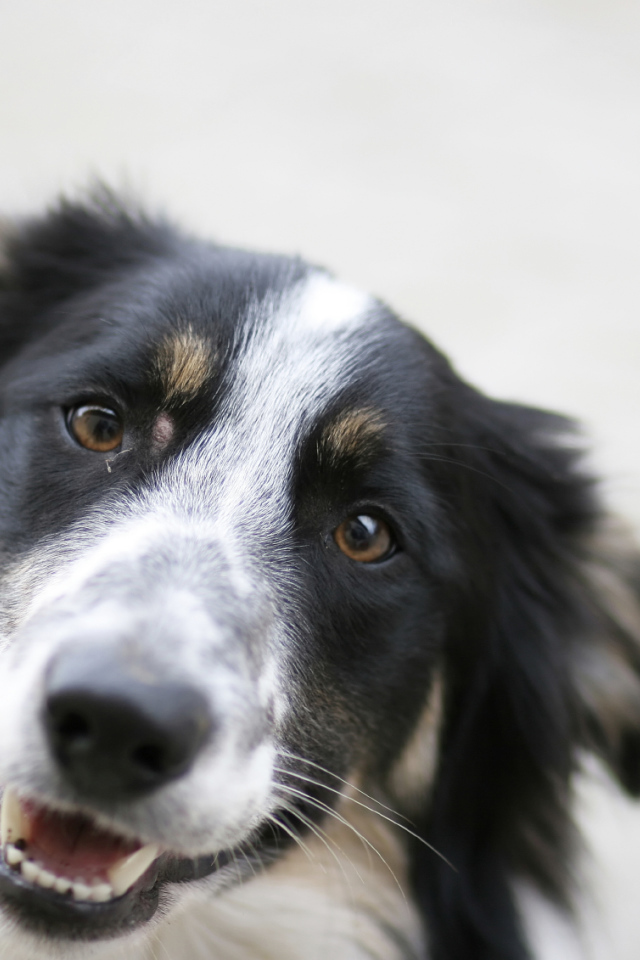 Счастливая бордер-колли крупным планом