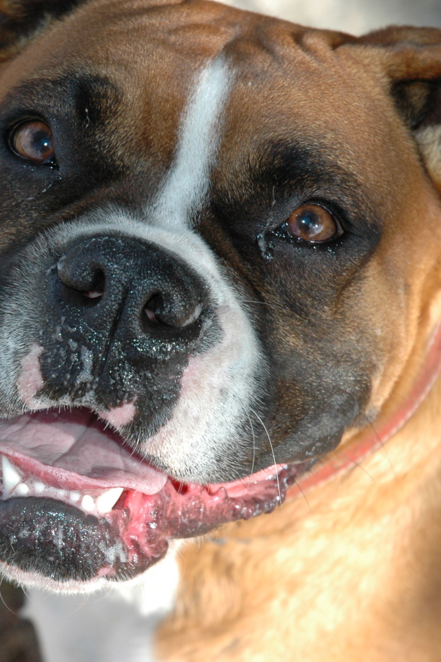 Счастливый боксёр смотрит на фотографа