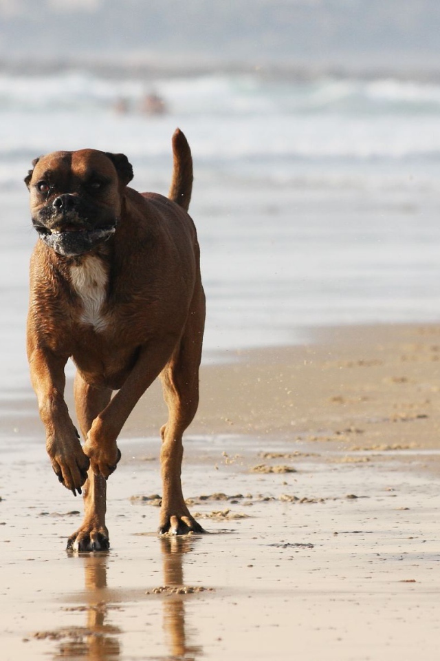 Счастливый боксёр бежит по берегу моря