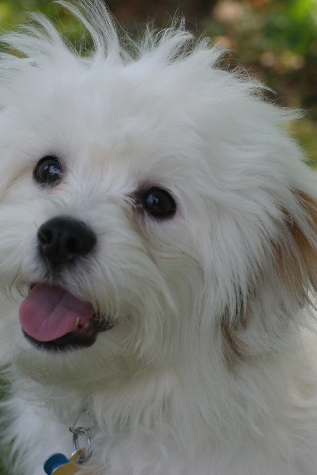 Счастливая собака породы бишон-фриз просит лакомство