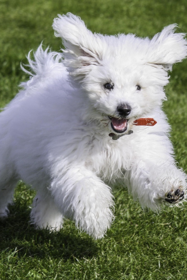 Happy dog ​​breed Bichon Frise runs across the lawn