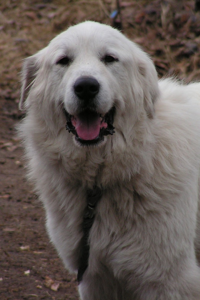 Счастливая большая пиренейская собака
