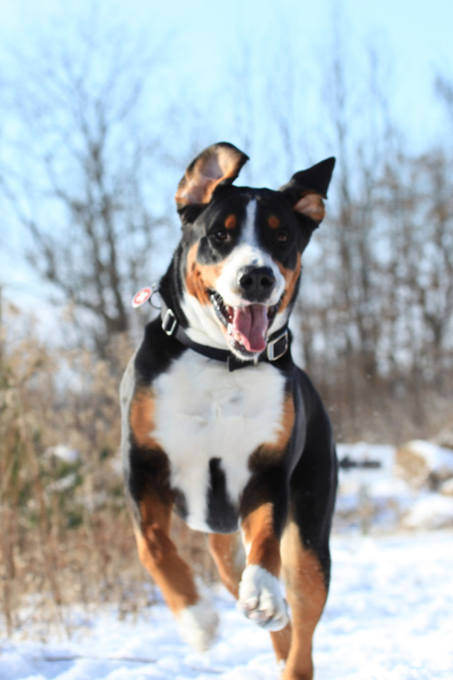 Счастливый большой швейцарский зенненхунд бежит по снегу