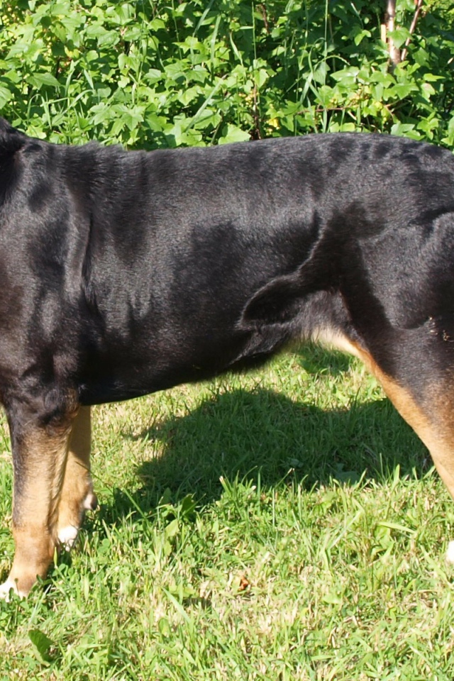 Счастливый большой швейцарский зенненхунд на фоне кустов