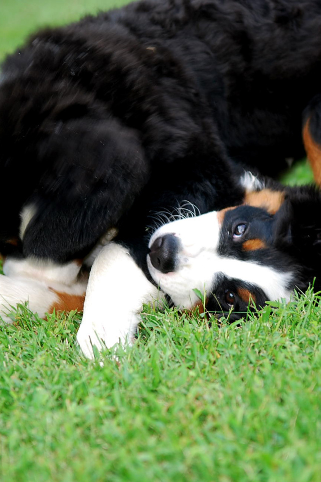 Счастливые щенки бернской пастушьей собаки играют на газоне