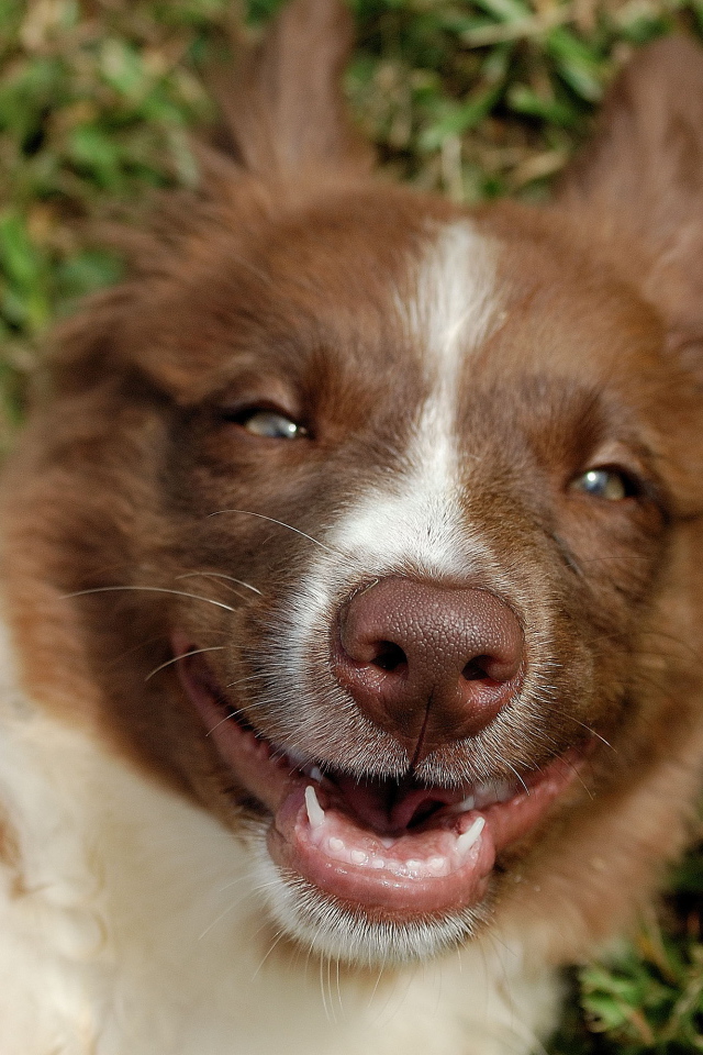 Счастливая рыжая бордер-колли