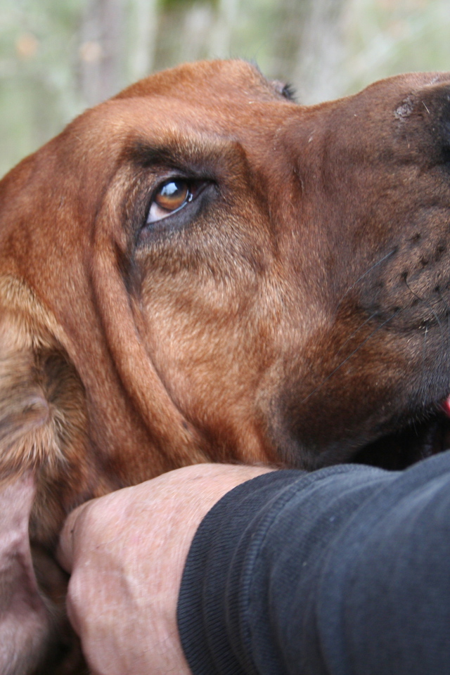 Хозяин чешет ухо бладхаунду