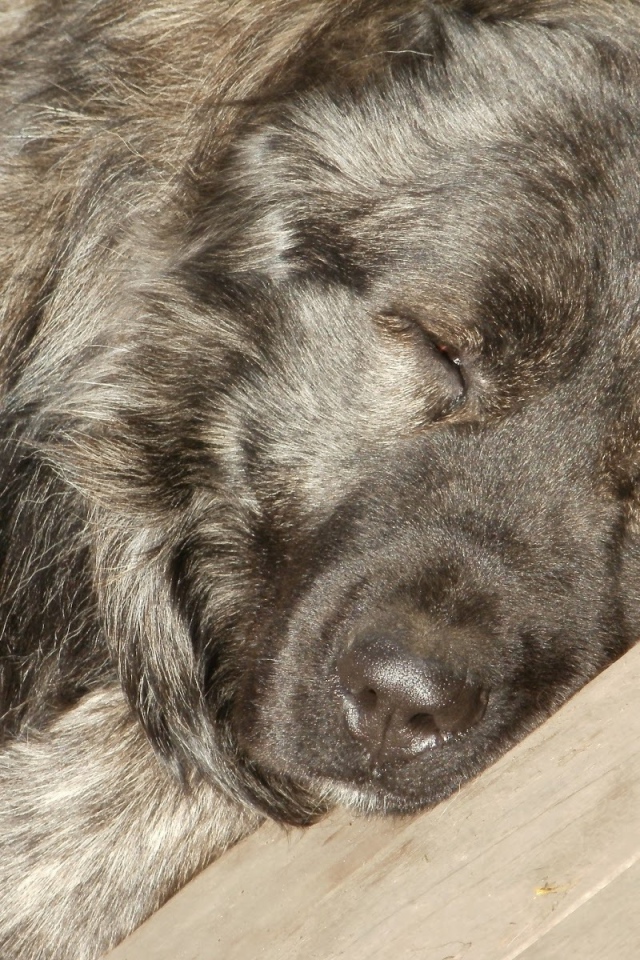 Огромная Кавказская овчарка спит