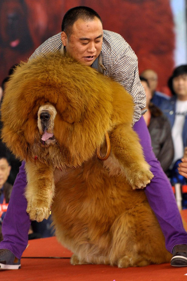 Огромный тибетский мастиф на выставке