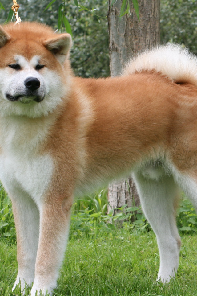 Огромная Кавказская овчарка