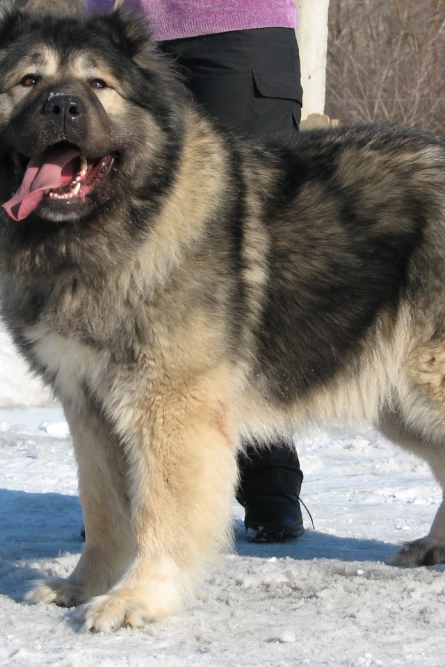 Огромная Кавказская овчарка на снегу