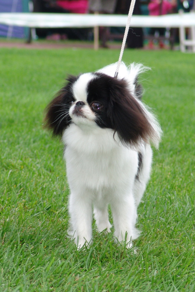 Японский хин на собачьей выставке