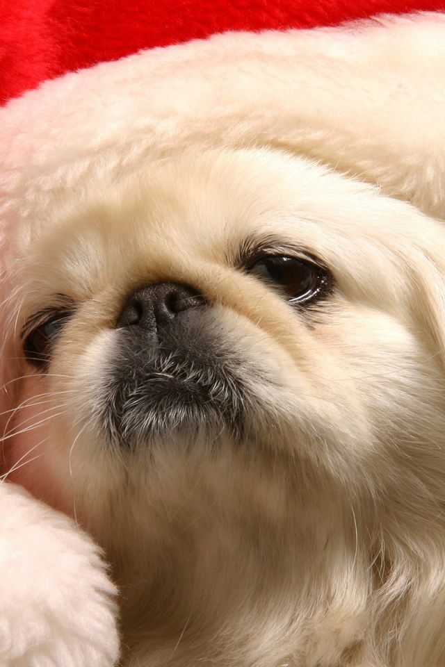 Японский хин в шапке Деда Мороза