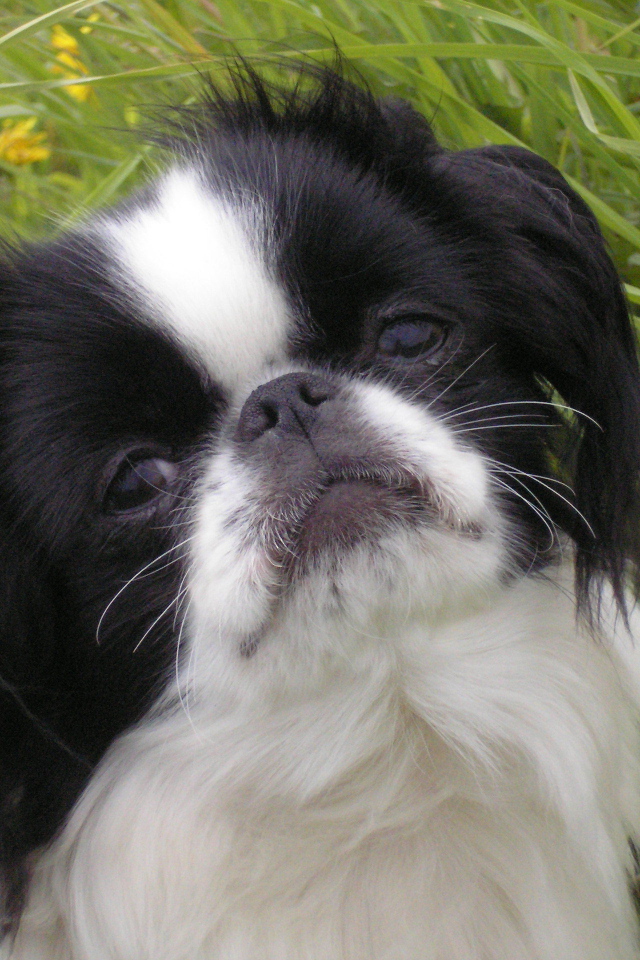 Японский хин в траве