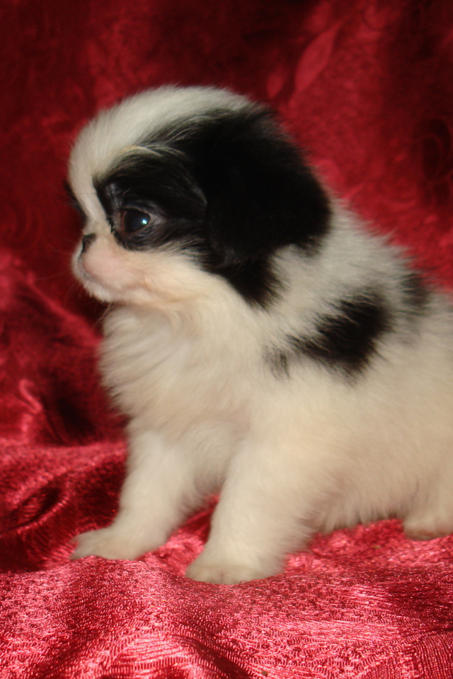 Щенок японского хина