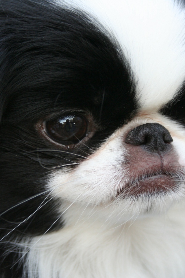 Японский хин крупным планом