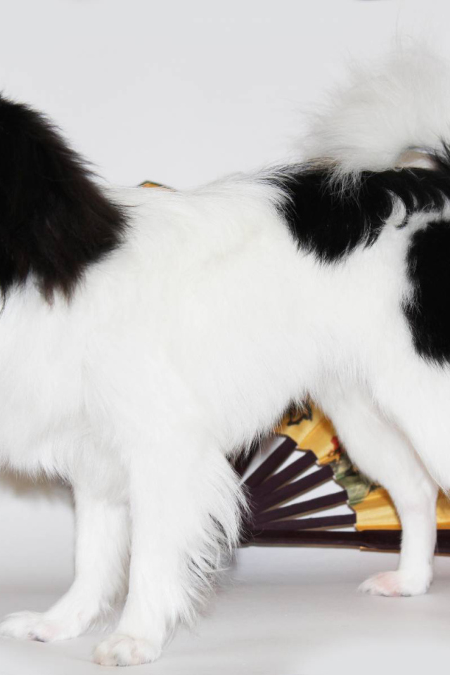 Японский хин на белом фоне