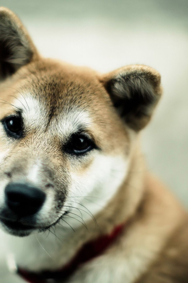 Японская порода собаки акита-ину