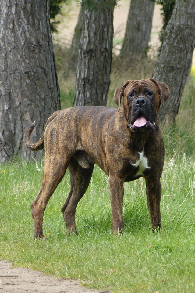 Крупный боксёр на прогулке