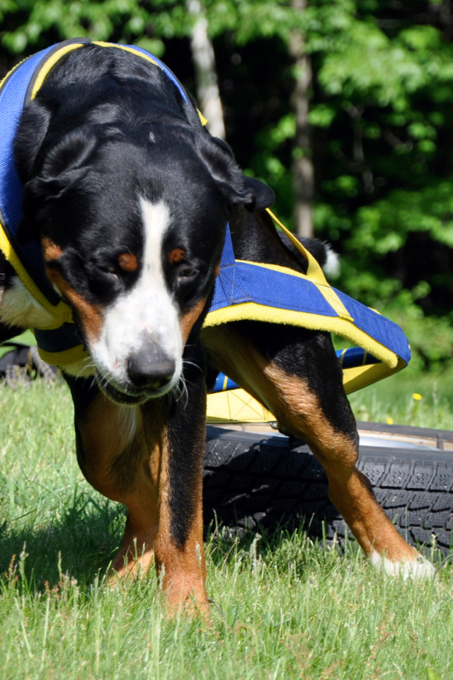 Ленивый большой швейцарский зенненхунд