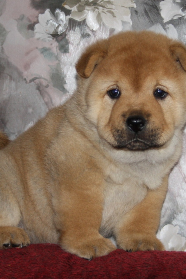 Маленький чау-чау