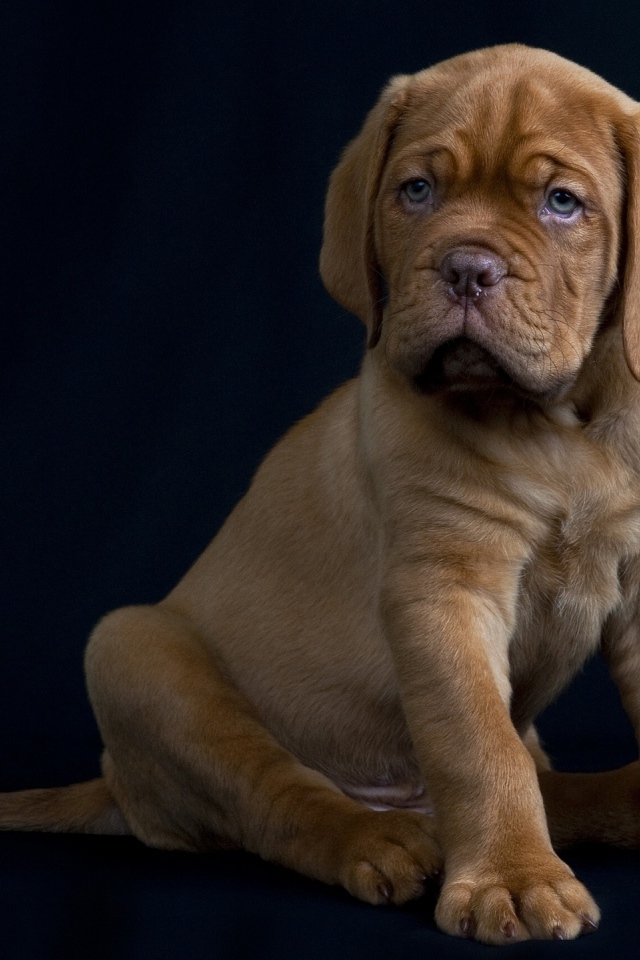 Маленький Бордоский дог на черном фоне
