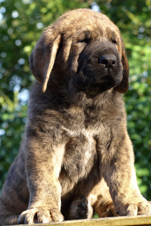 Маленький Испанский мастиф на столе