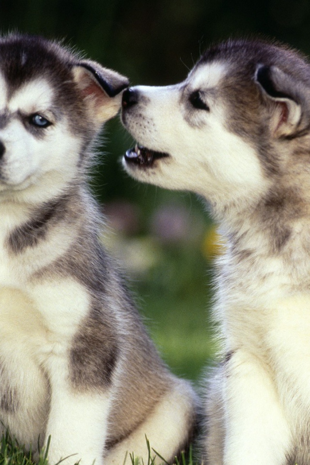 Маленькие Щенки сибирских хаски