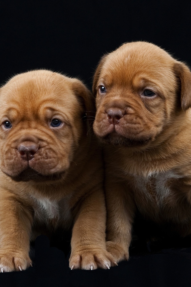 Little puppies of Dogue de Bordeaux 