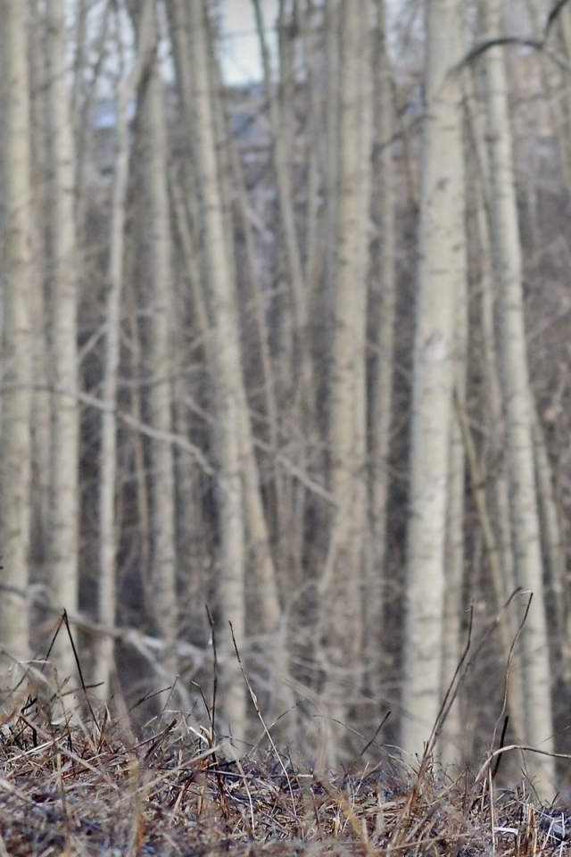 Одинокий боксёр в пустом лесу