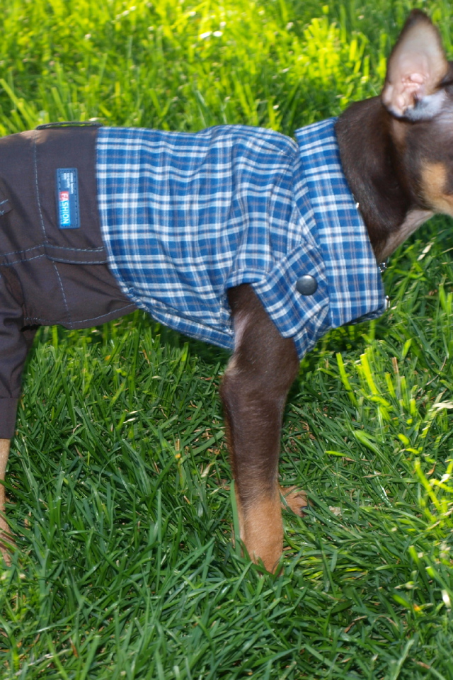 Карликовый пинчер одетый как мальчик