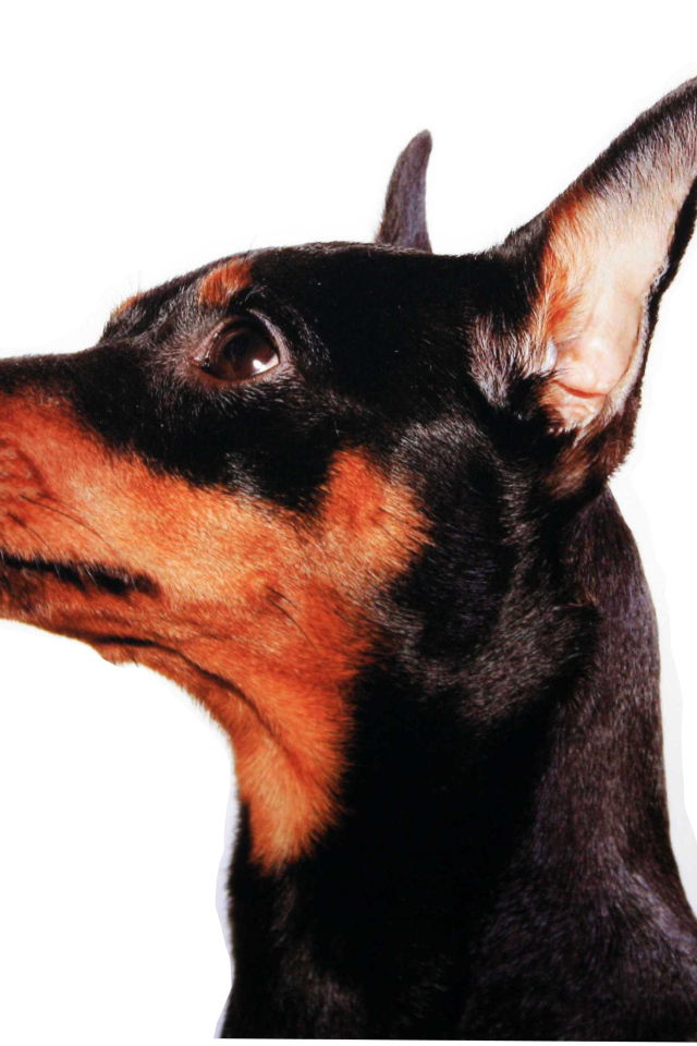 Карликовый пинчер лицо крупным планом