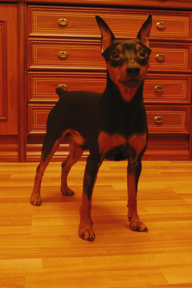 Карликовый пинчер на кухне