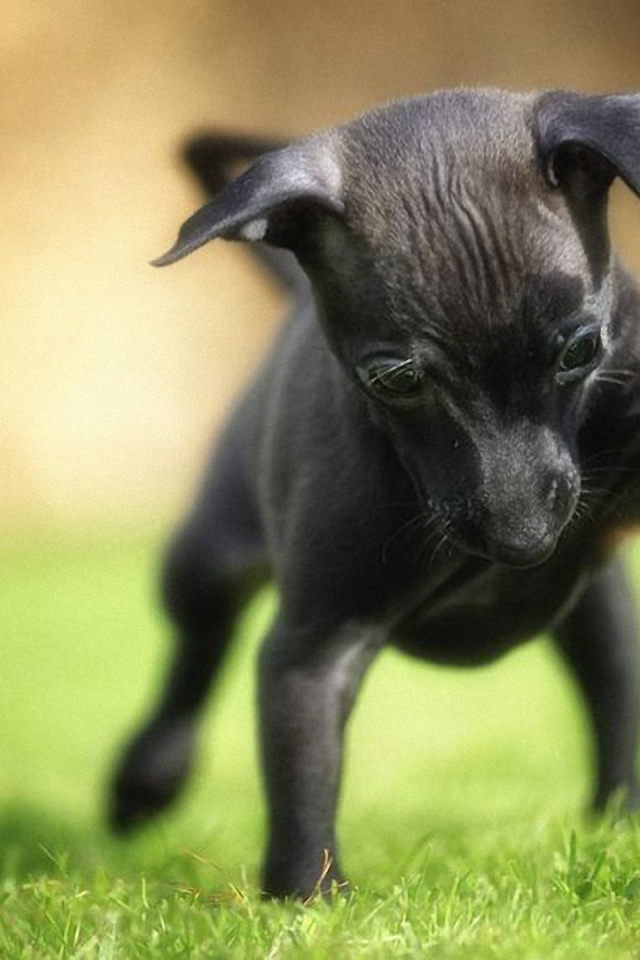 Карликовый пинчер играет во дворе