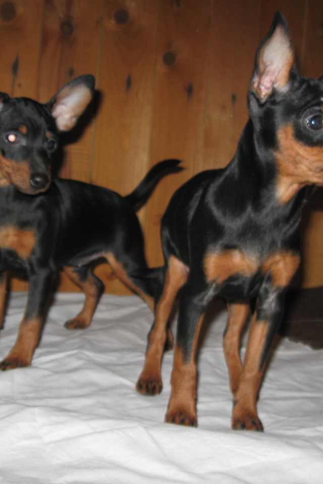 Миниатюрные пинчеры на кровати