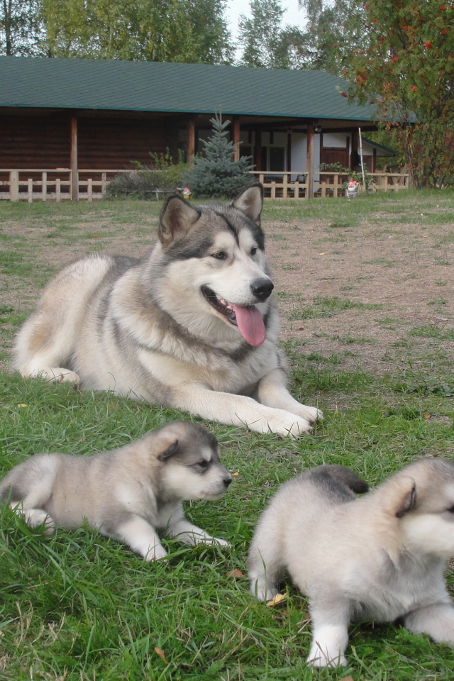 Мама и щенки аляскинского маламута