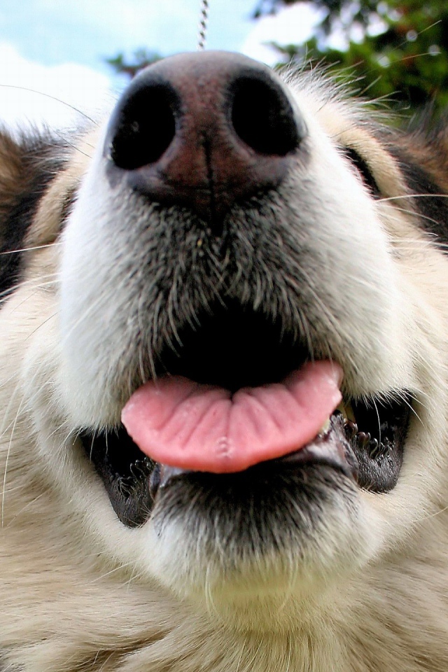 Морда Аляскинского маламута