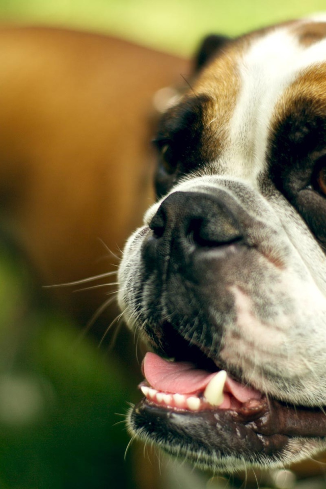 Морда счастливого боксёра