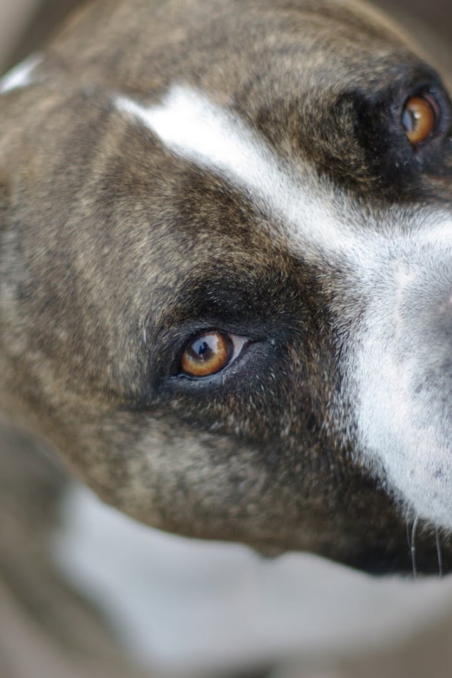 Питбуль, умный взгляд