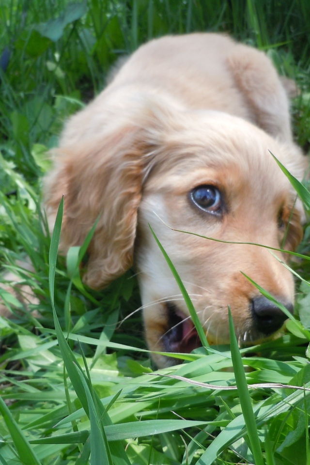 Игривый английский кокер-спаниель