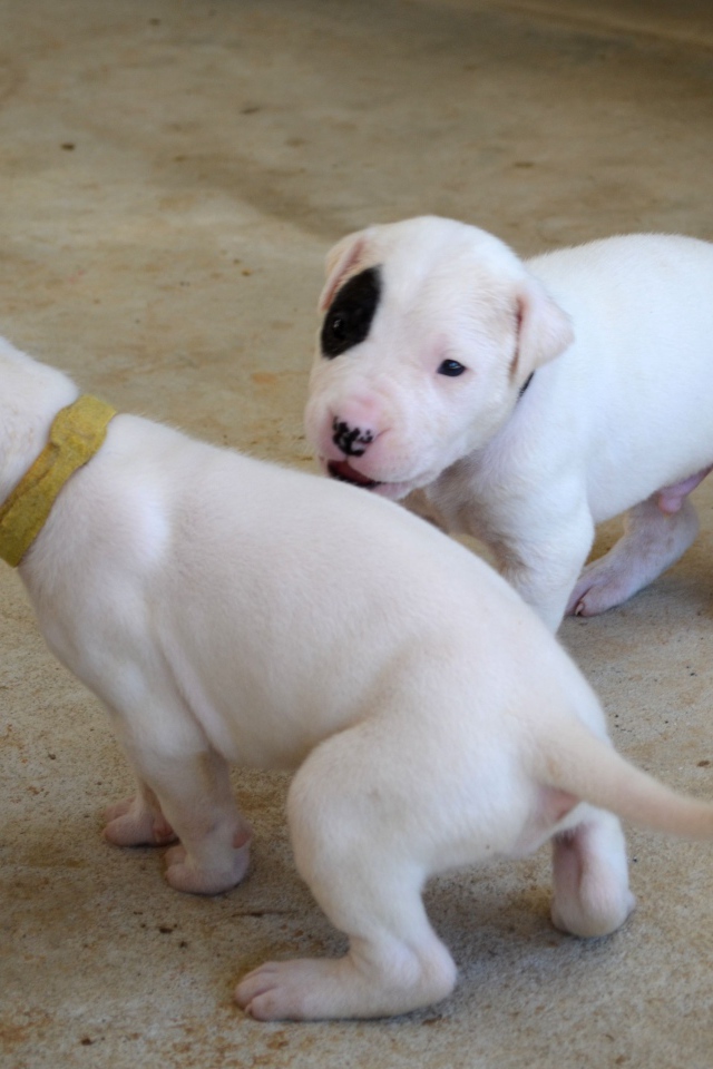 Игривые щенки аргентинского дога