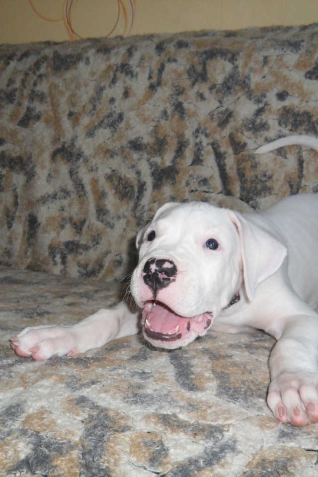 Игривый щенок аргентинского дога