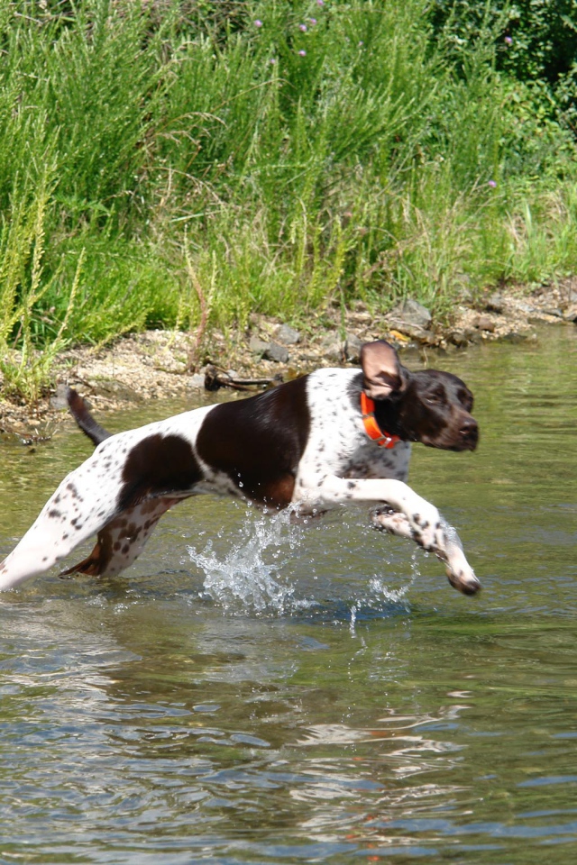 Пойнтер пересекает реку