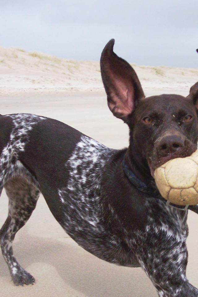 Пойнтер играет с мячом