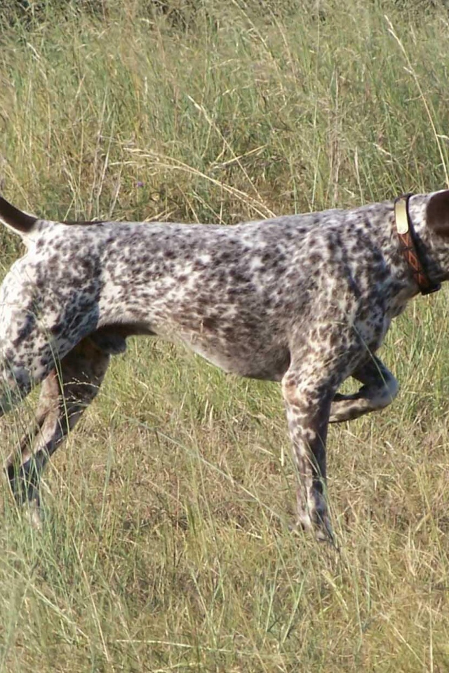 Пойнтер показывает путь