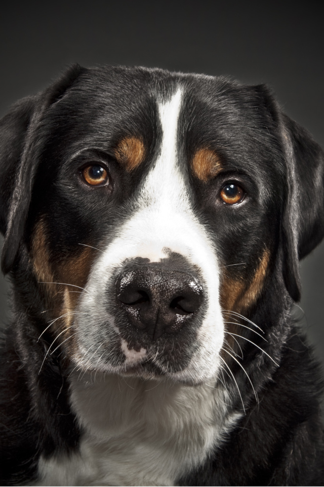 Портрет большого швейцарского зенненхунда